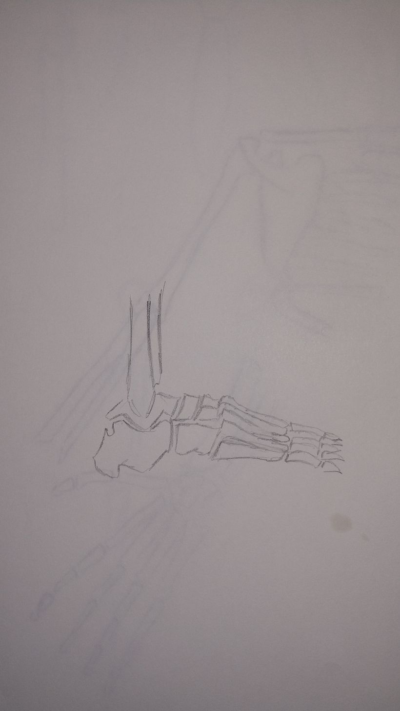 My project for course: Anatomical Drawing of Limbs, Hands and Feet 3