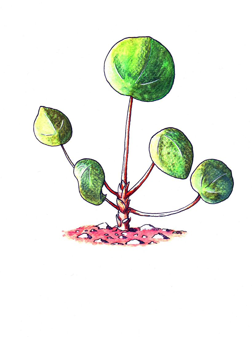 Watercolour+ Watercolour Pencils+ Colour Pencils + Gelly Roll+Gouache