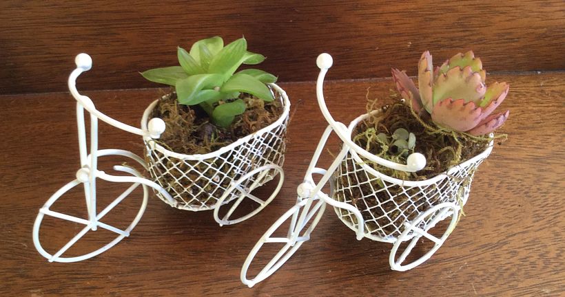 Souvenirs con cactus y suculentas 6
