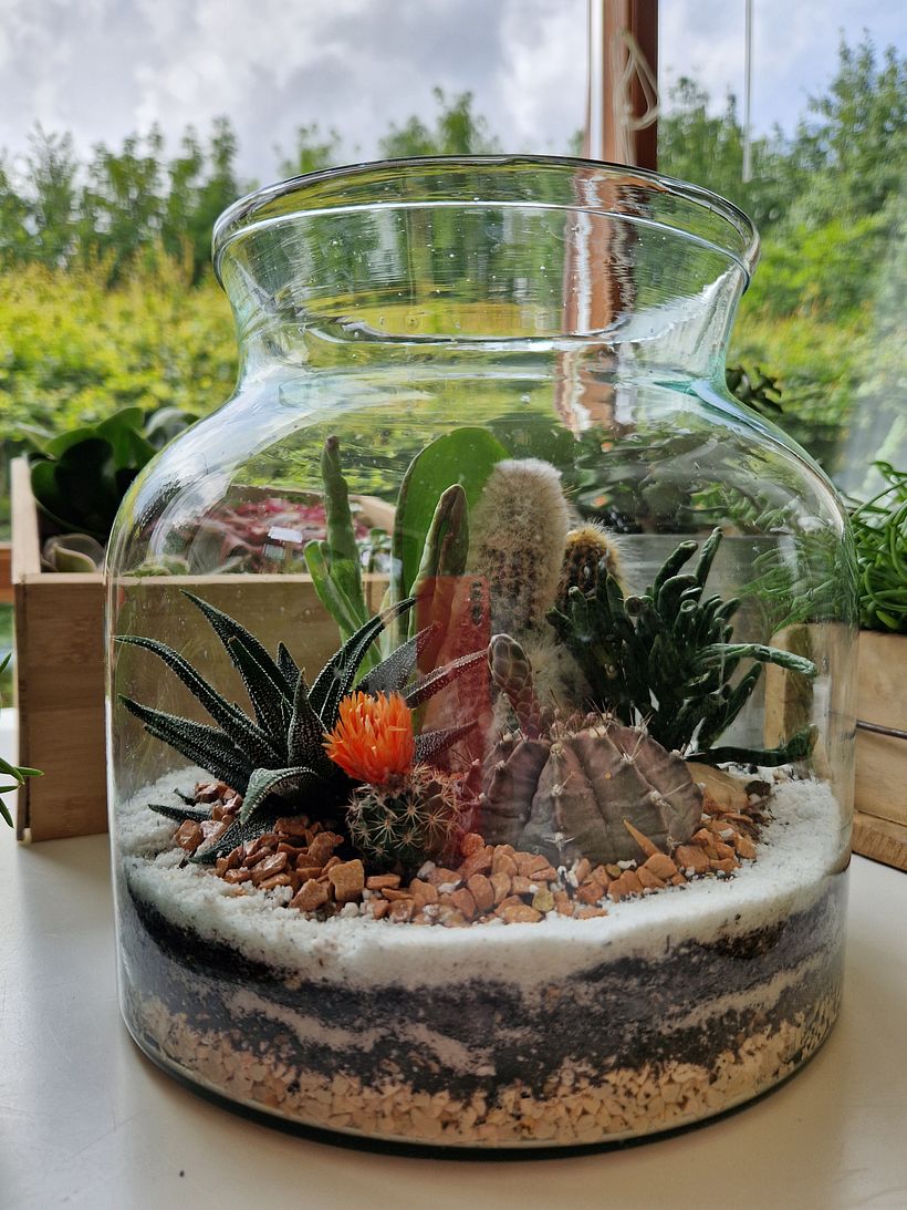 Terrario boca ancha  1