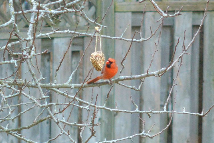 I was so excited to snap a photo of a beautiful cardinal nibbling away at it from the kitchen window!