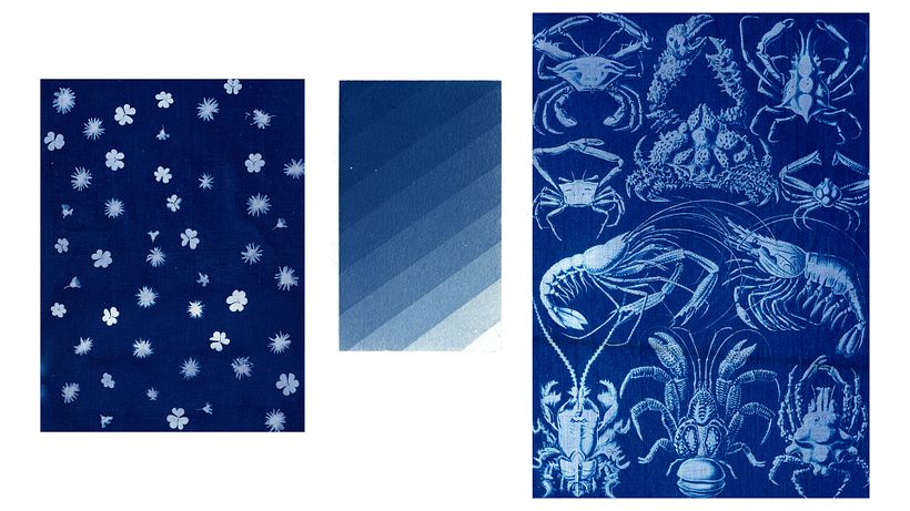 Reaching Transparency, a Cyanotype Project 6