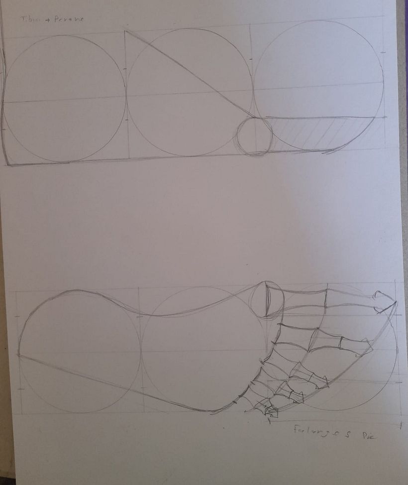 Mi proyecto del curso: Dibujo anatómico para principiantes 16