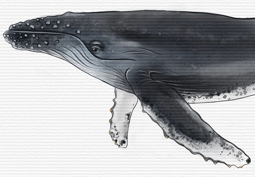 My project for course: Naturalist Illustration Techniques: Whales in Watercolor 2