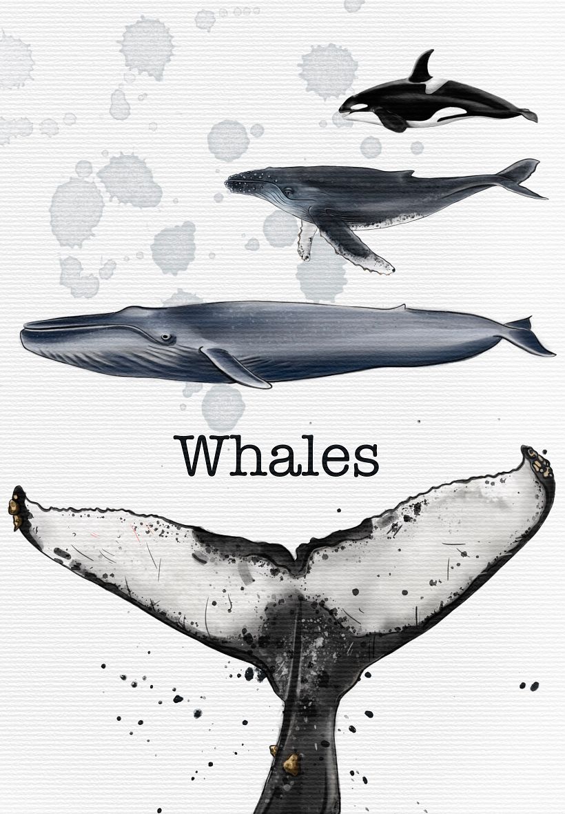 My project for course: Naturalist Illustration Techniques: Whales in Watercolor 1