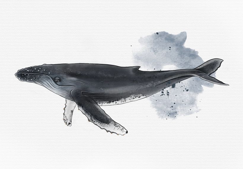 My project for course: Naturalist Illustration Techniques: Whales in Watercolor 4