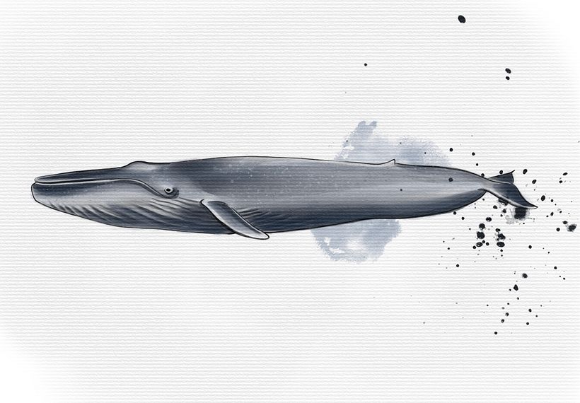 My project for course: Naturalist Illustration Techniques: Whales in Watercolor 5