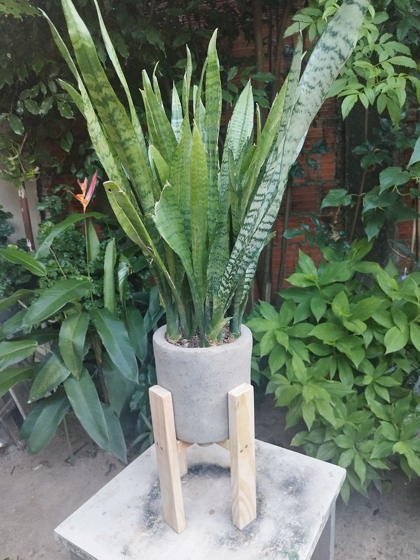 suporte de madeira de pinus, vaso de concreto e Espada de São Jorge