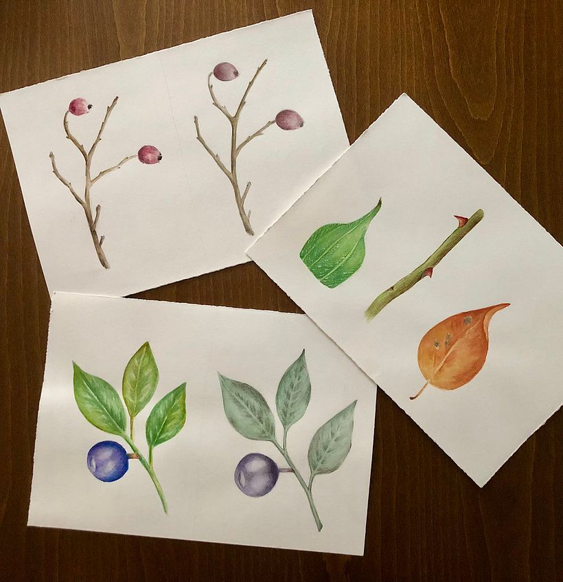 My project for course: Botanical Illustration with Watercolors 1