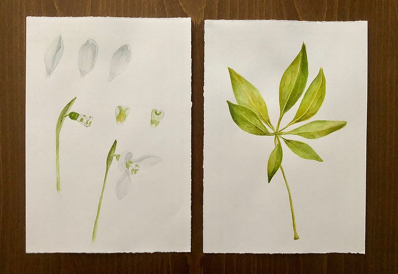 My project for course: Botanical Illustration with Watercolors 3