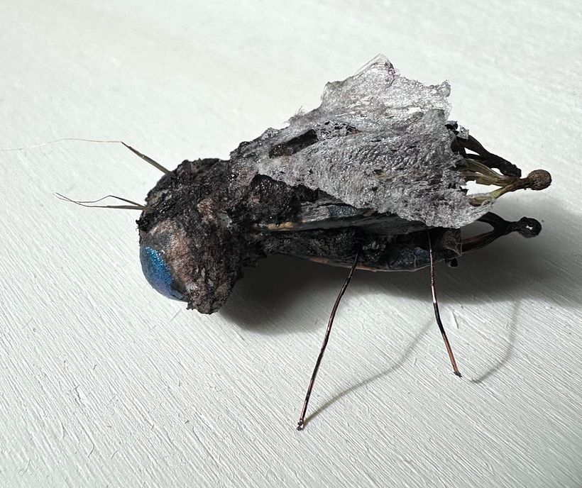 The Blue-eyed Fly, an insect from the New World