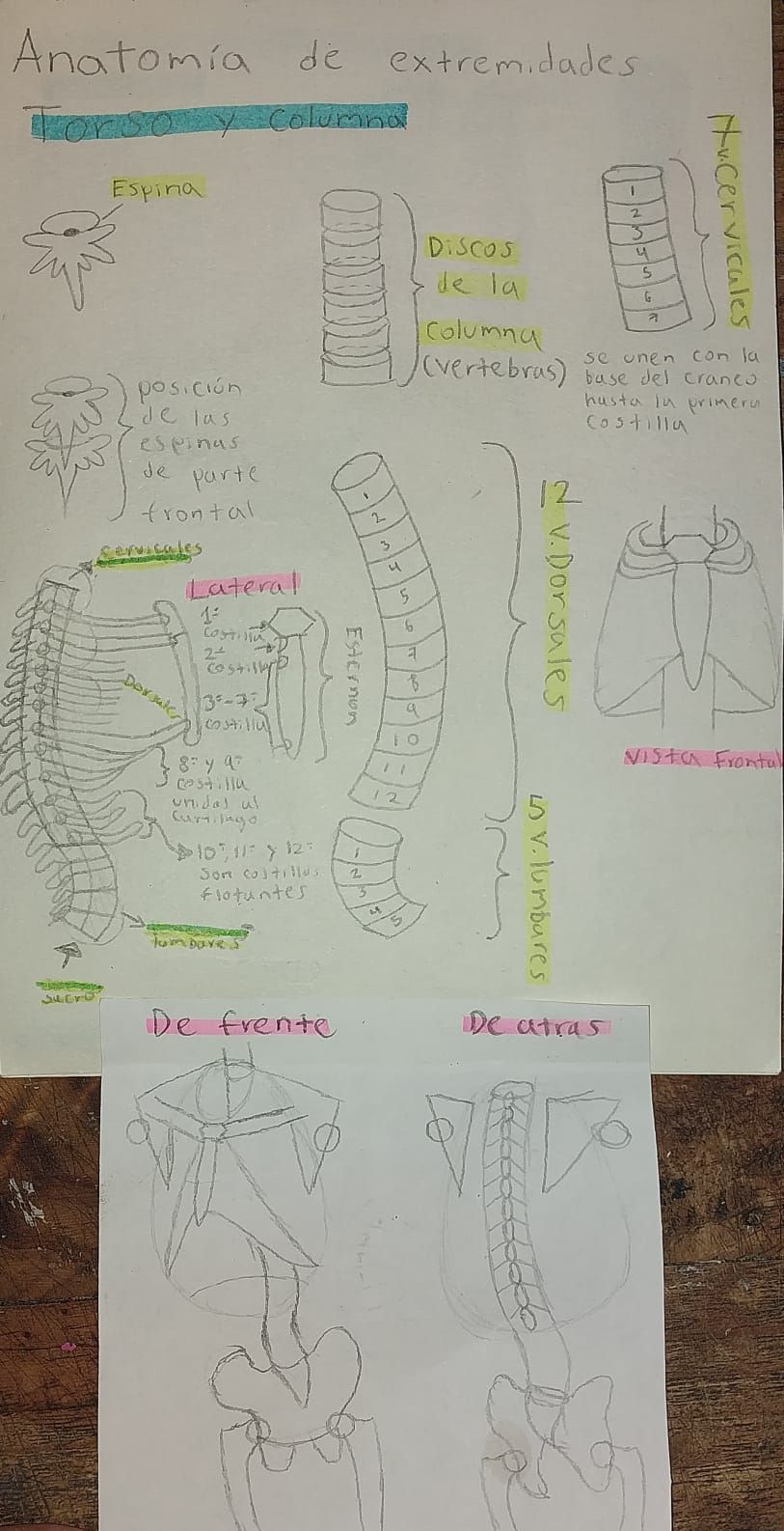 Mi proyecto del curso: Dibujo anatómico de extremidades, manos y pies 2