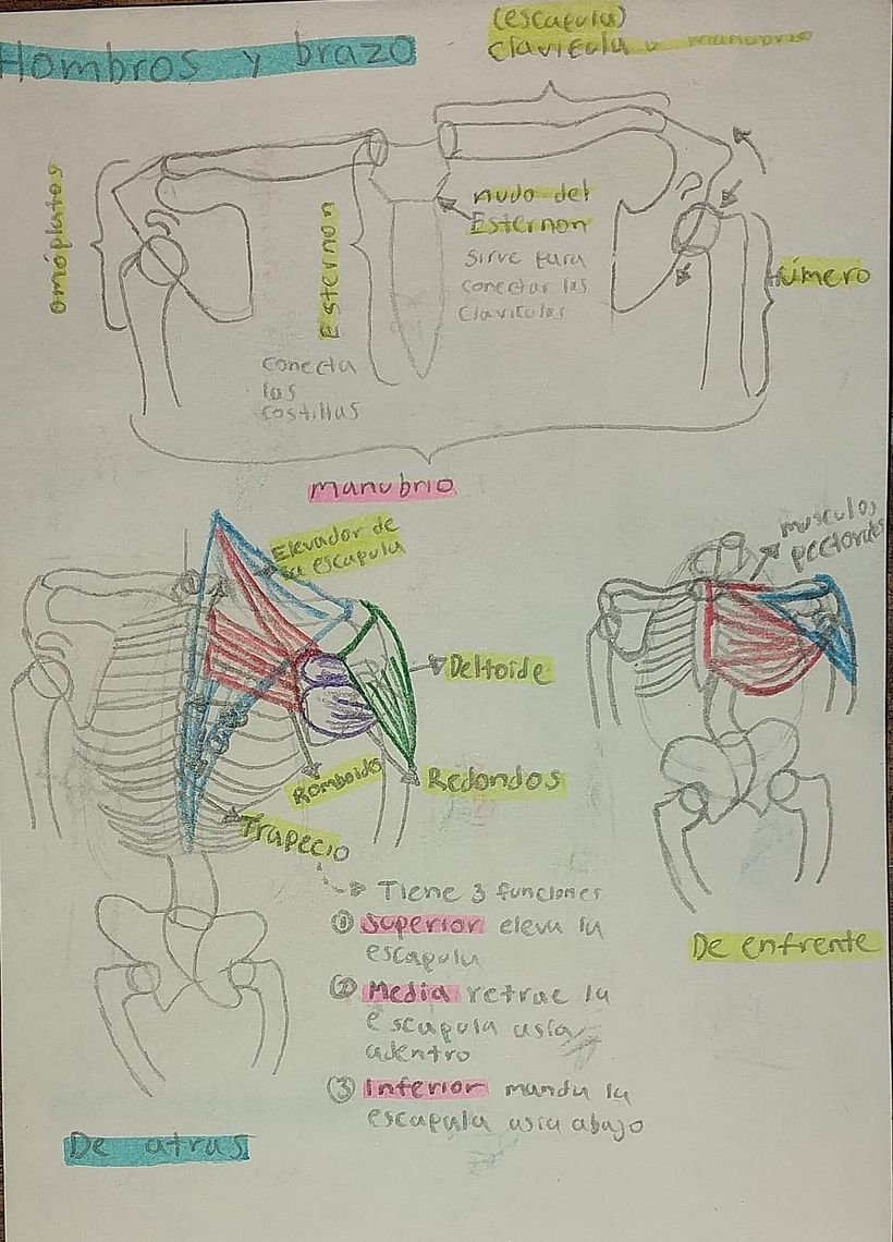 Mi proyecto del curso: Dibujo anatómico de extremidades, manos y pies 3