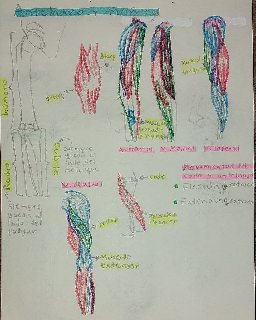 Mi proyecto del curso: Dibujo anatómico de extremidades, manos y pies 4