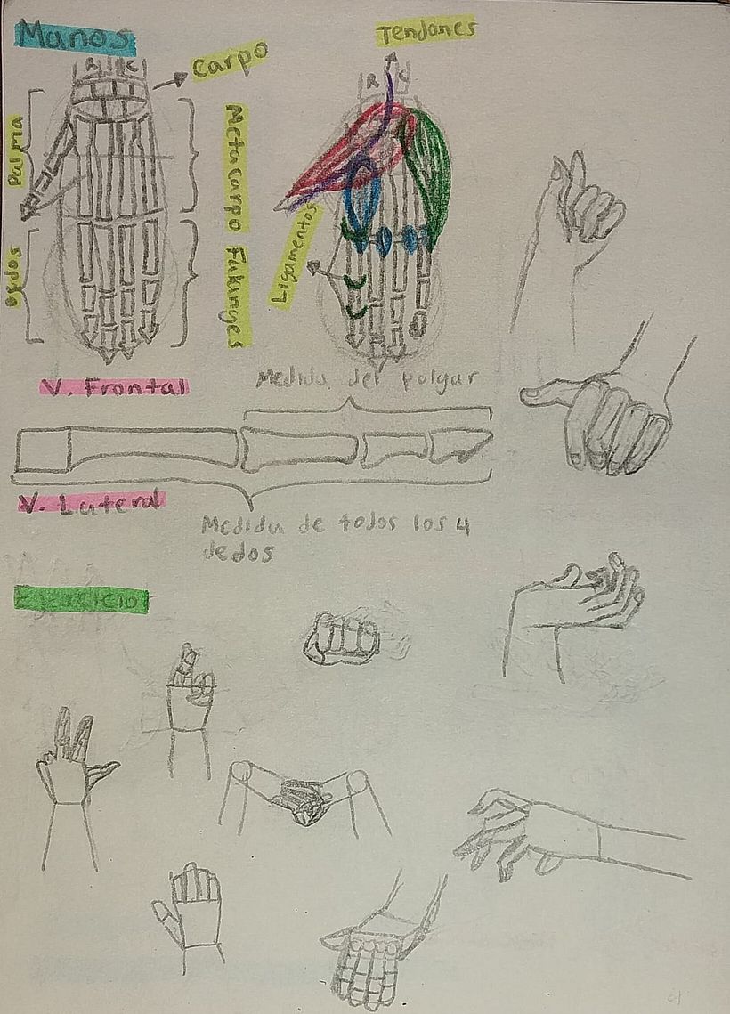 Mi proyecto del curso: Dibujo anatómico de extremidades, manos y pies 5