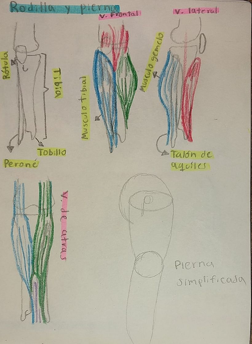 Mi proyecto del curso: Dibujo anatómico de extremidades, manos y pies 7