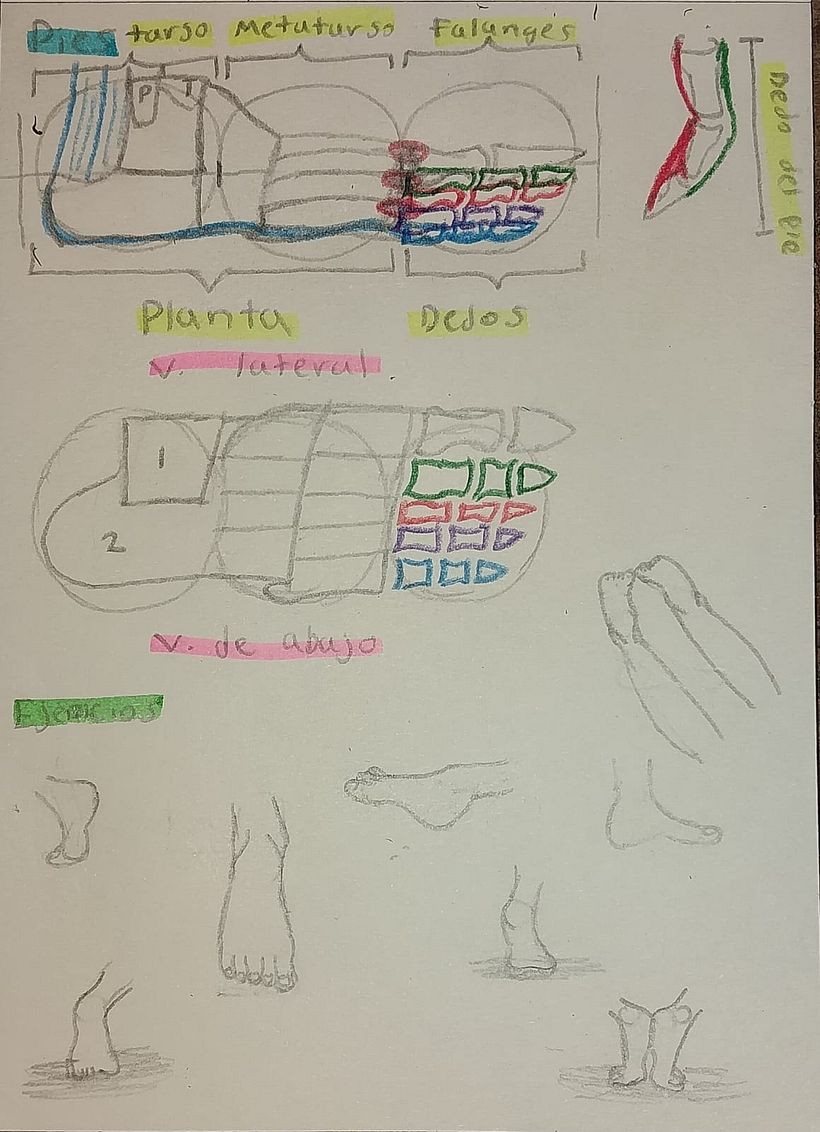 Mi proyecto del curso: Dibujo anatómico de extremidades, manos y pies 8