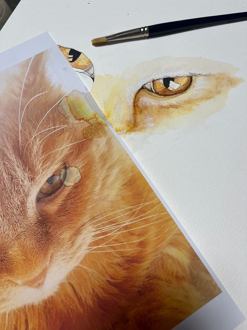 Gatos 3
