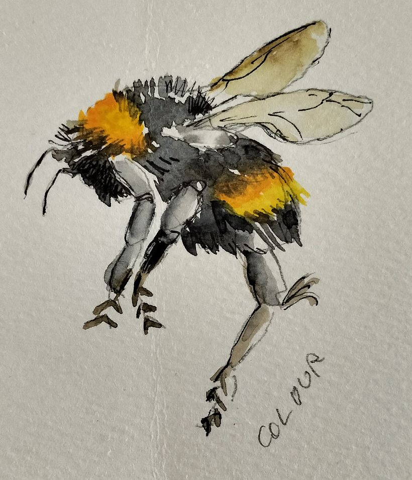 Painting Bumblebees in flight on Illustrating the Natural World in watercolour and charcoal 4