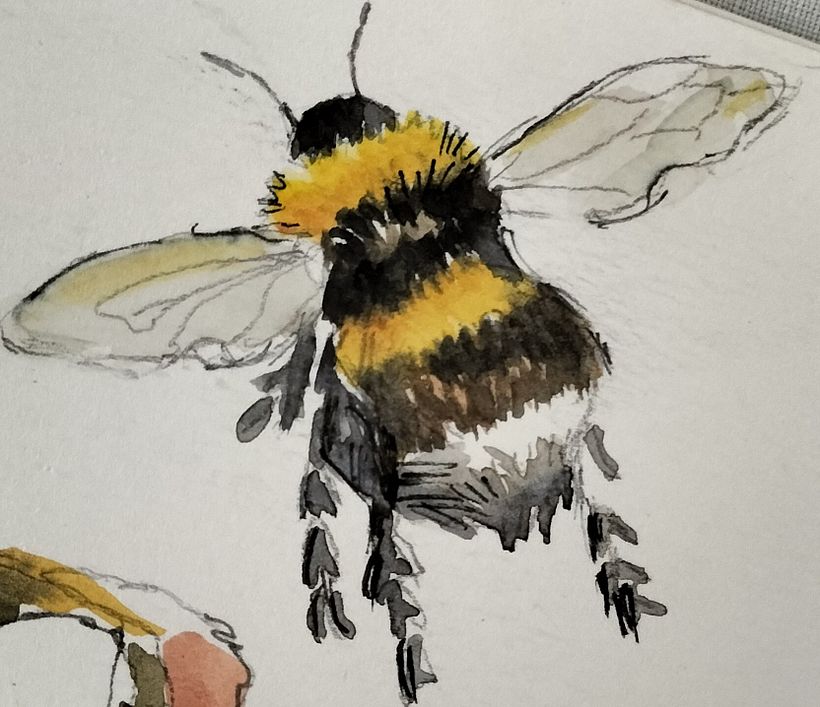Painting Bumblebees in flight on Illustrating the Natural World in watercolour and charcoal 5