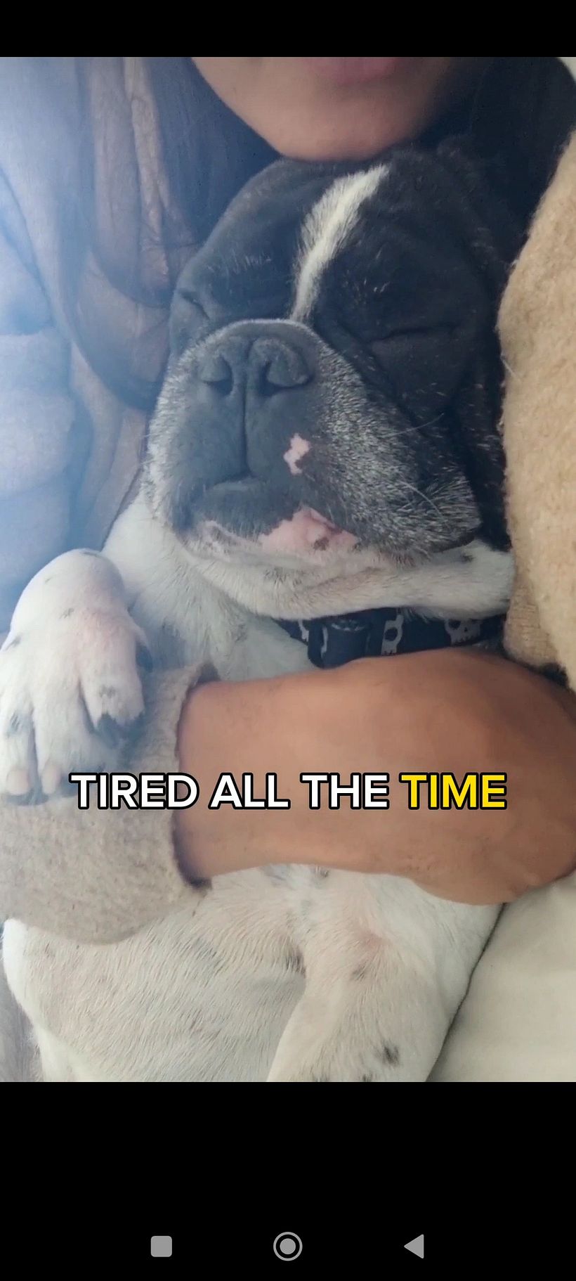 Pueden ver los vídeos en tiktok @frenchie.baco 