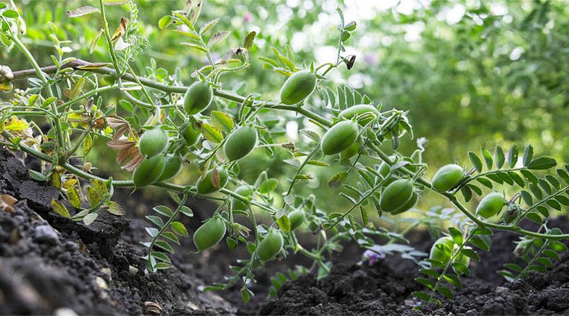 Crecimiento y Desarrollo de la planta del Garbanzo.  2