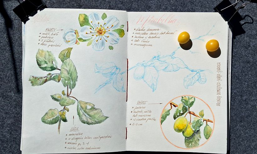 Mój projekt z kursu: Notatnik botaniczny wykonany techniką akwareli 5