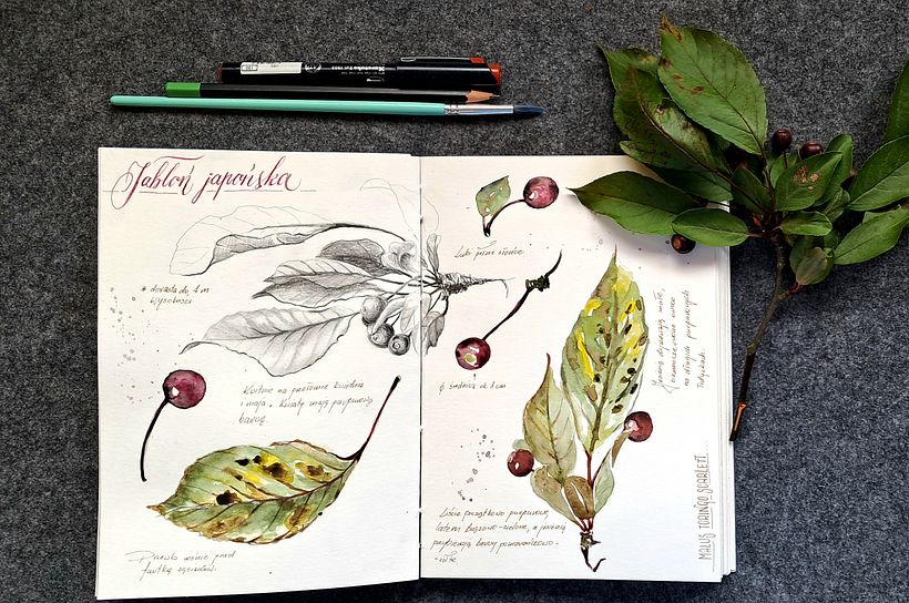 Mój projekt z kursu: Notatnik botaniczny wykonany techniką akwareli 7