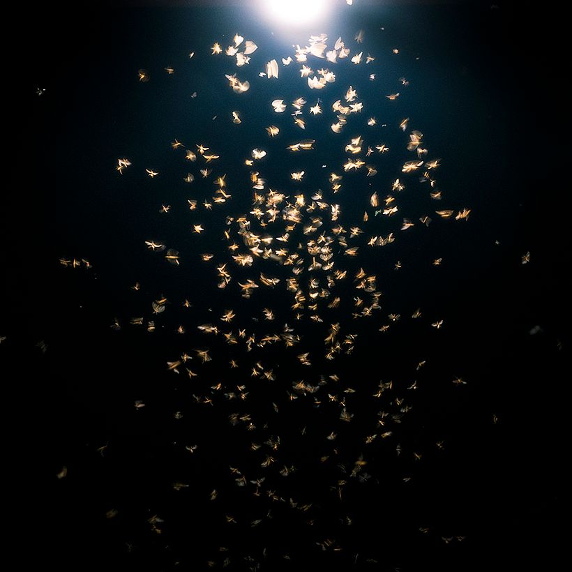 We Used to Catch Fireflies 2