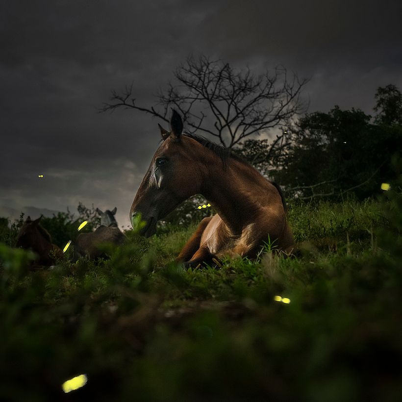 We Used to Catch Fireflies 8
