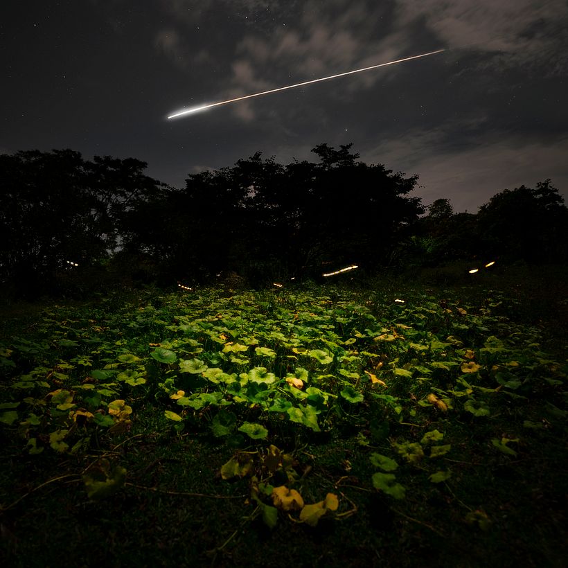 We Used to Catch Fireflies 10