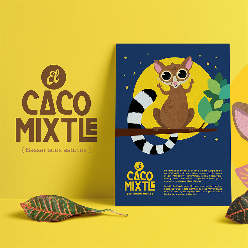 CACOMIXTLE 5