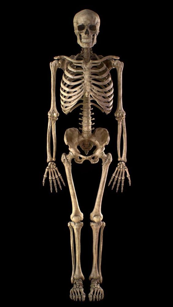 Skeleton
