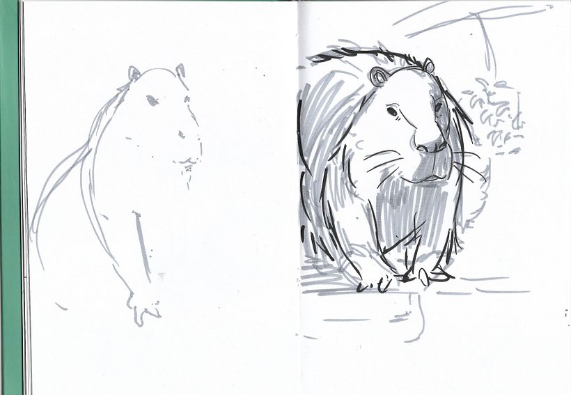 Sketches del zoológico 3
