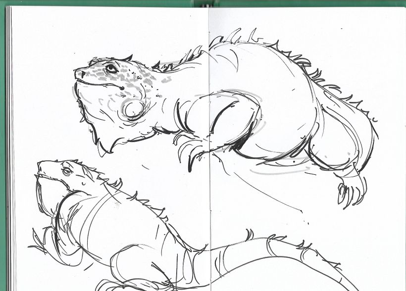 Sketches del zoológico 4