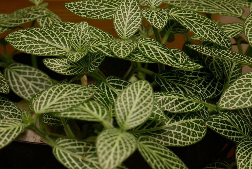 Verde, pero no tanto. 2