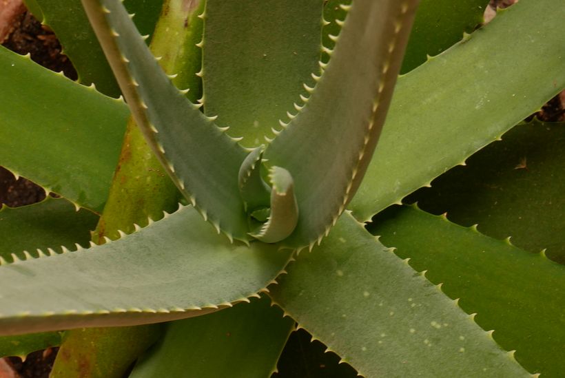 Verde, pero no tanto. 4