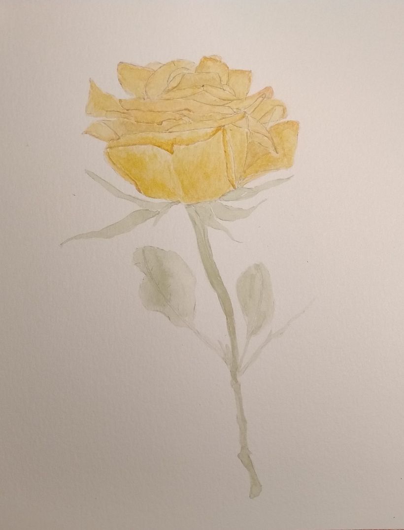 Rosa / acuarela  1