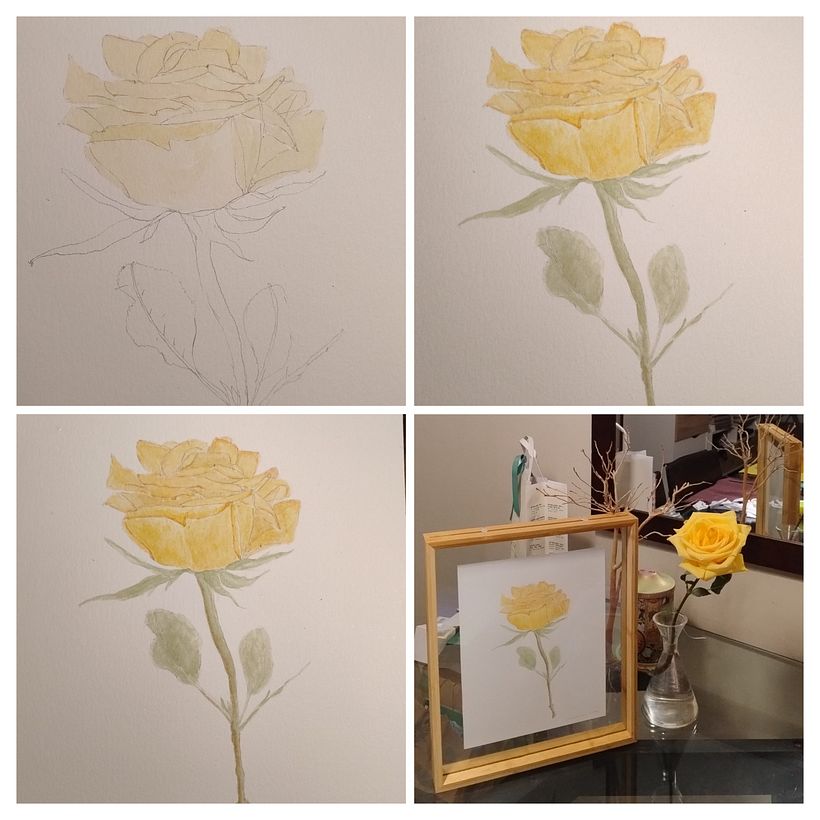 Rosa / acuarela  2