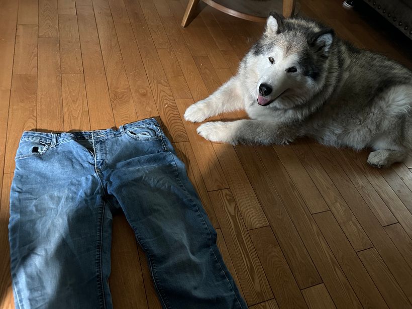 My favourite jeans purchased 3+ years ago at a thrift store. (And my dog Annika)