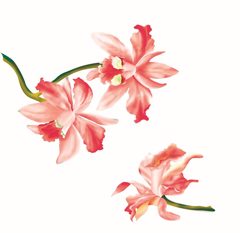 Estampa de orquídea Cattleya, inicialmente desenhada a mão, digitalizada e trabalhada posteriormente.