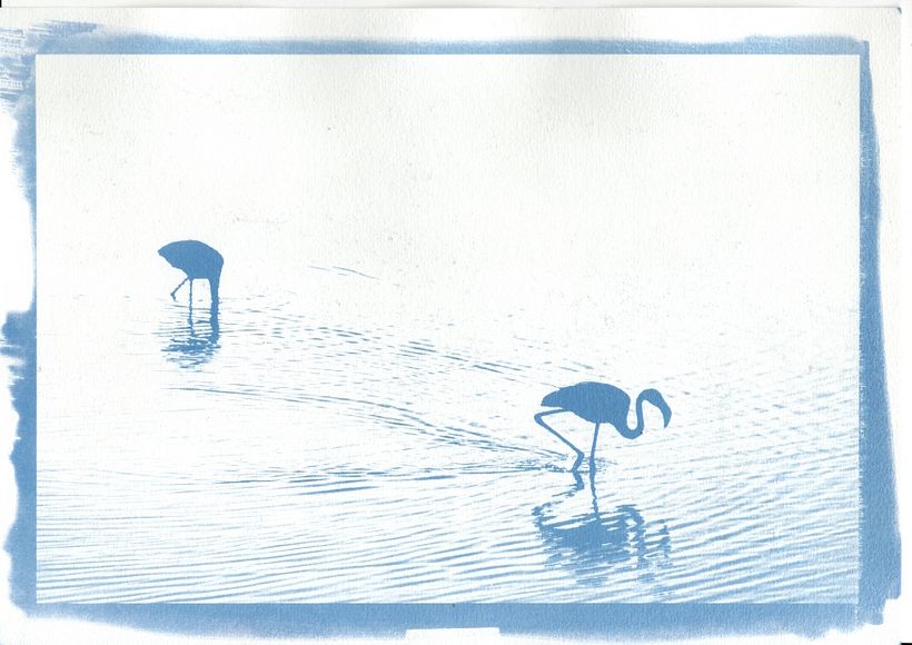 My project for course: Cyanotype: Printing with Light 3