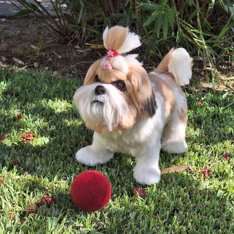 Shih Tzu 