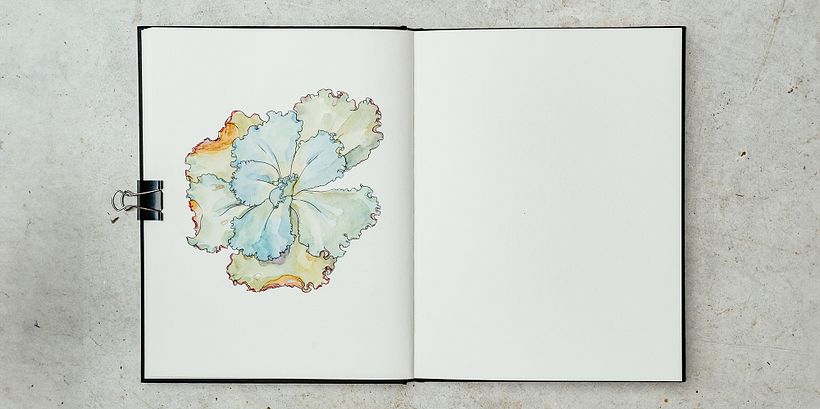 Botanical Sketchbooking: A Meditative Approach