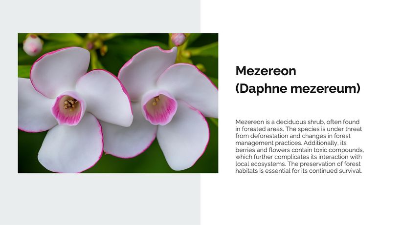 My project from the course: Creating presentations using AI 6