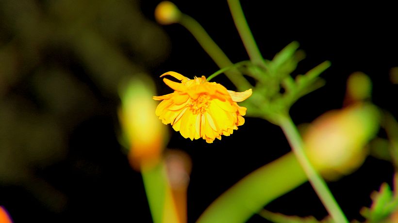 My project for course: Beginner’s Photography: Basic Camera Use and Theory 2