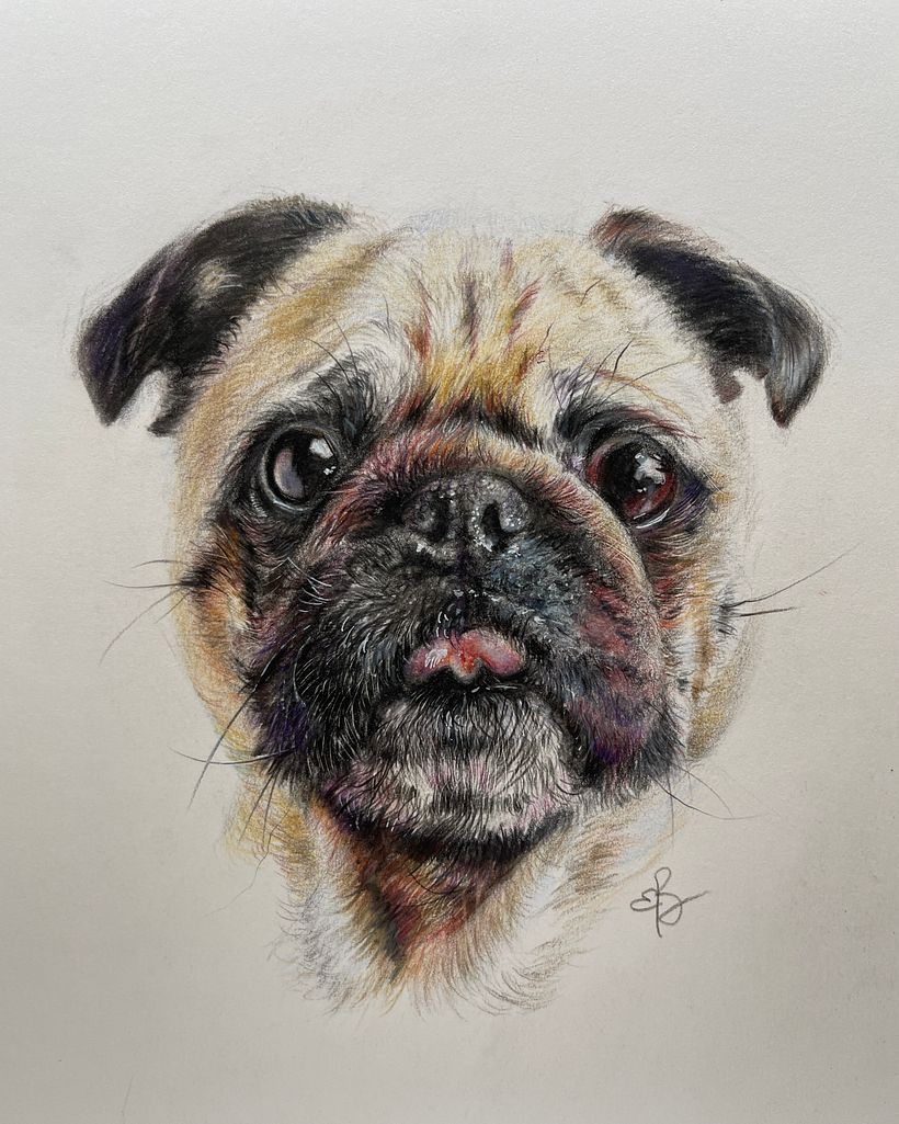 My project for course: Pet Portraits in Colored Pencils - Ilustración tradicional