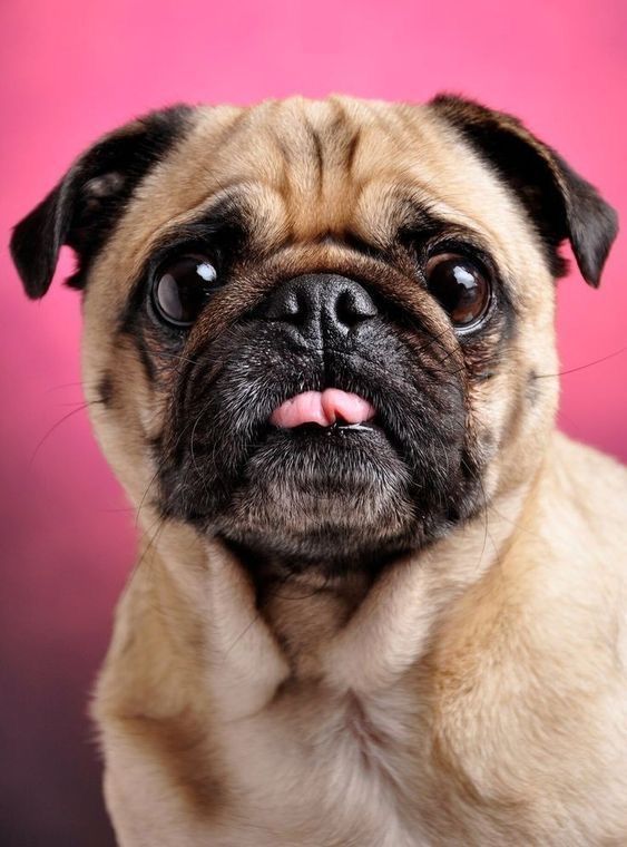 My project for course: Pet Portraits in Colored Pencils - Ilustración tradicional