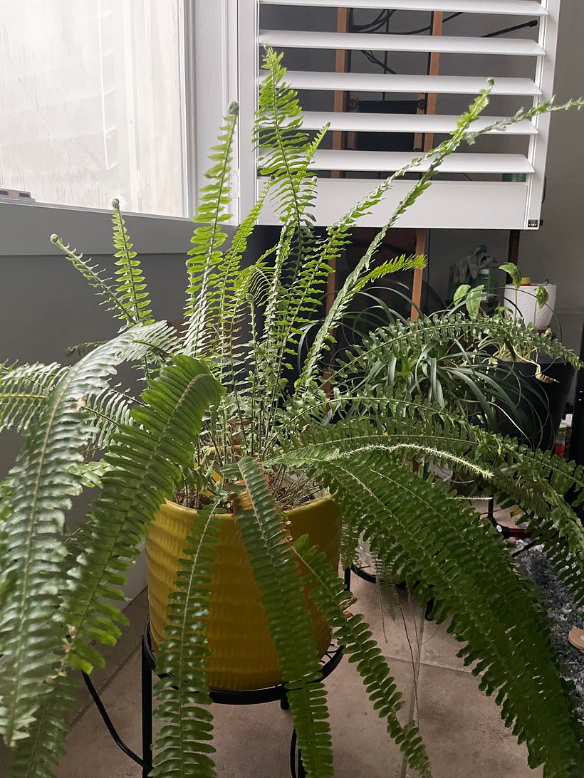 My project for course: Interior Design for Beginners: Decorating with Plants 1