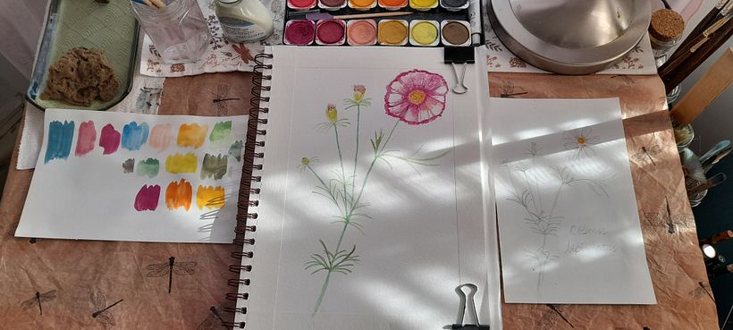 Cosmos - My project for course: Realistic Botanical Watercolor Drawing 1